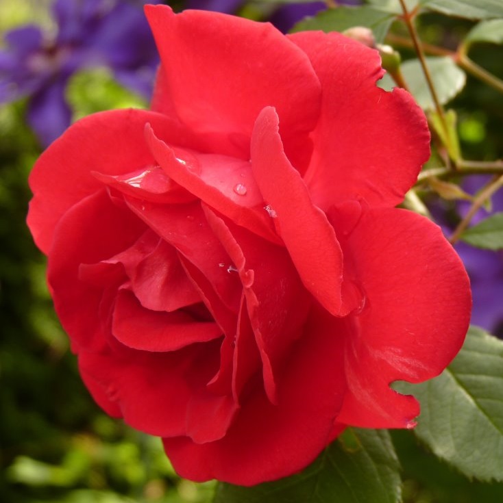 Valentine’s Day – Love