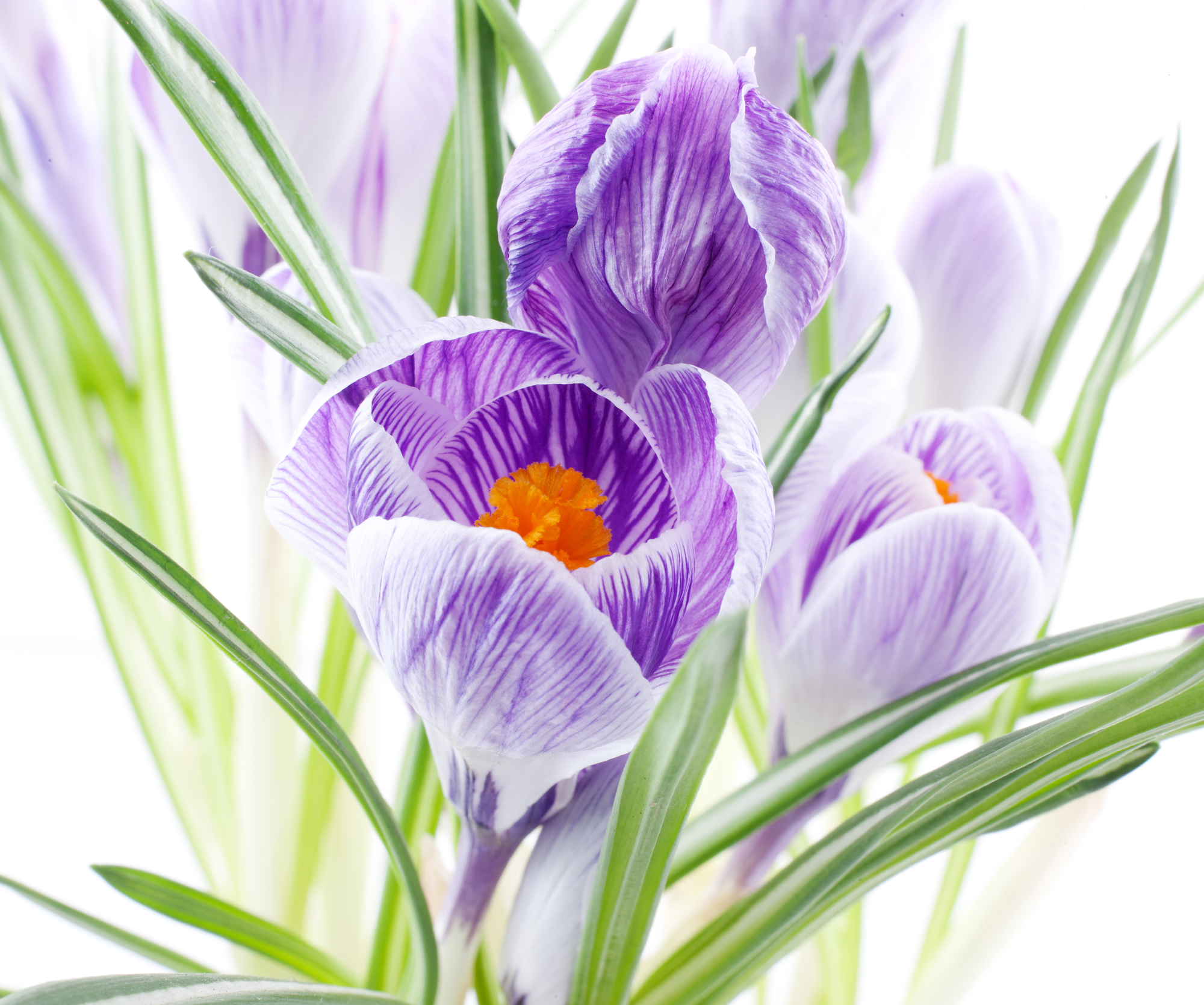 Never Say Never – Listen to Your Intuition, to Your Spirit