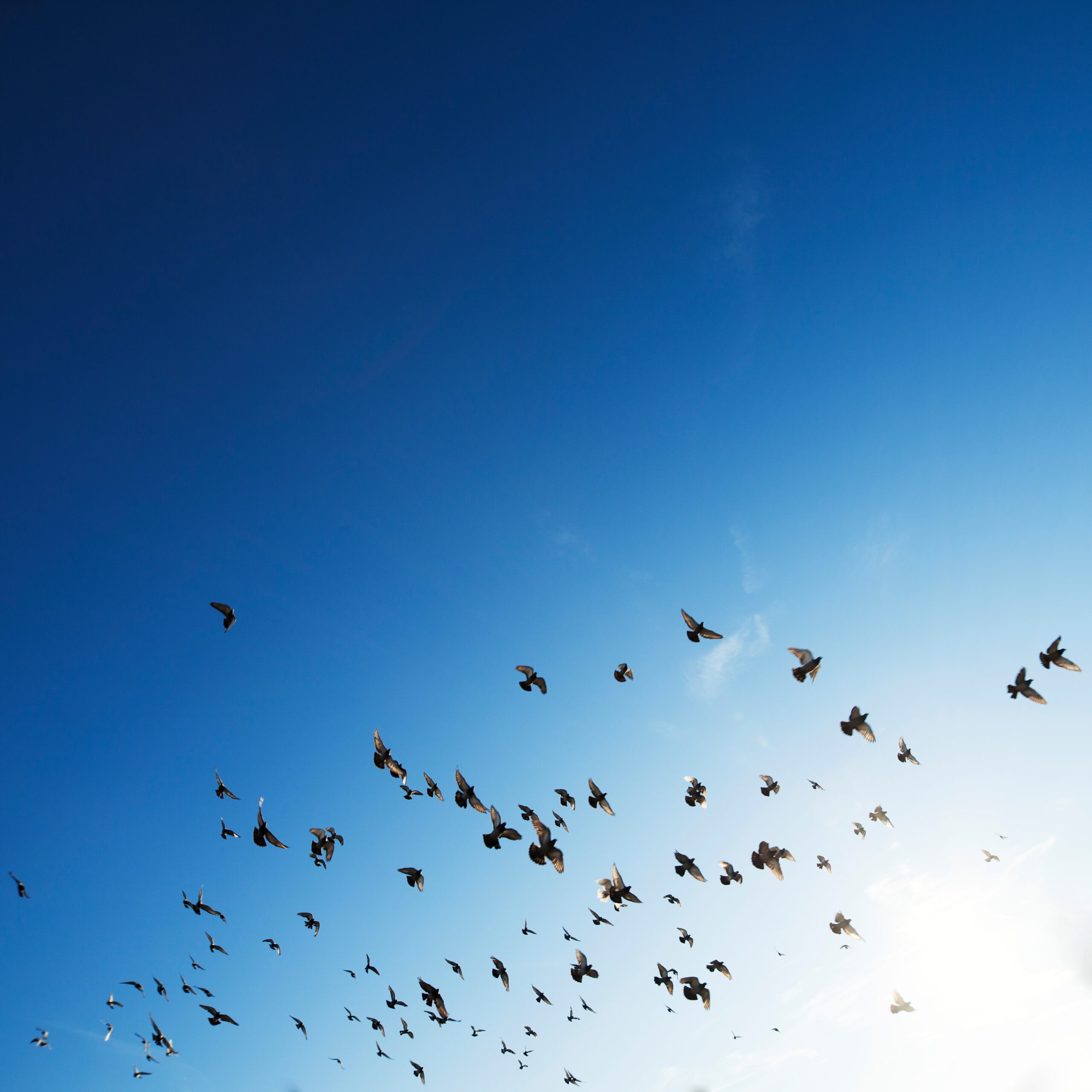 Thanksgiving Time – Be in Flow